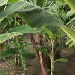 Play Bokep Croot Di Kebun Pisang Tetangga